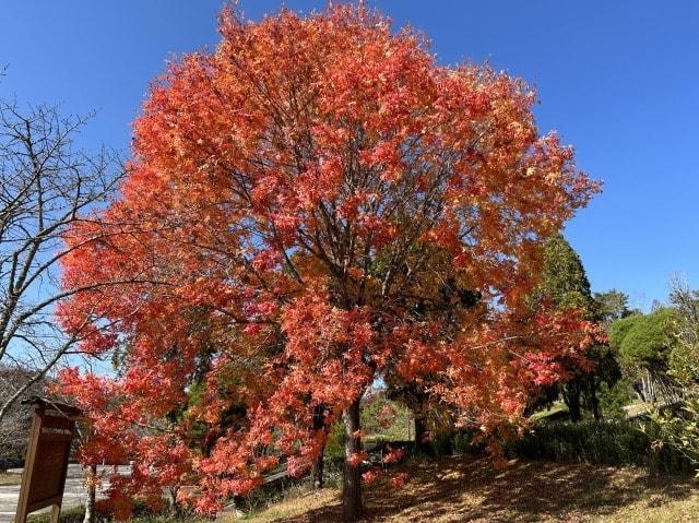 【紅葉・見ごろ】吉備中央公園