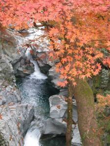 【紅葉・見ごろ】土釜