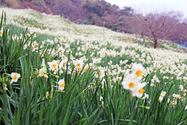 越前海岸　第50回水仙まつり