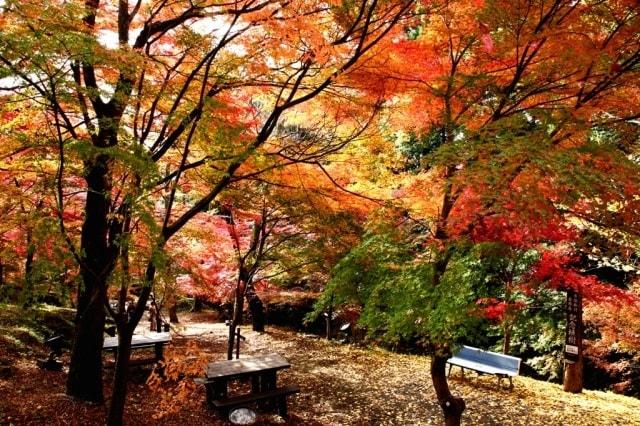 【紅葉・見ごろ】宮妻峡・水沢もみじ谷