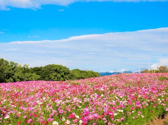 万博記念公園 コスモス・コキア フェスタ