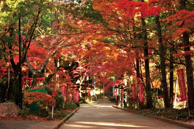 【紅葉・見ごろ】油山寺