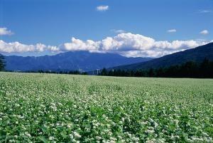 椛の湖そばの花まつり2024 in月の市