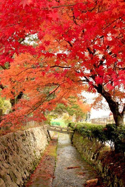 【紅葉・見ごろ】竹田寺町通り