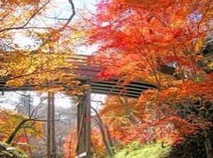 【紅葉・見ごろ】高遠城址公園