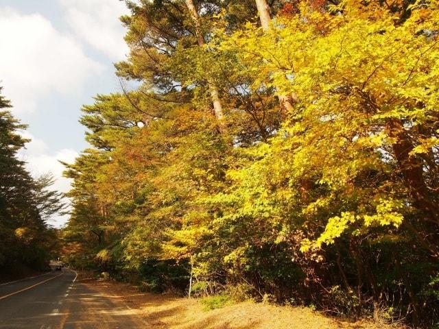 【紅葉・見ごろ】県道1号線