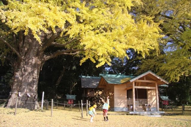 【紅葉・見ごろ】福山のイチョウ