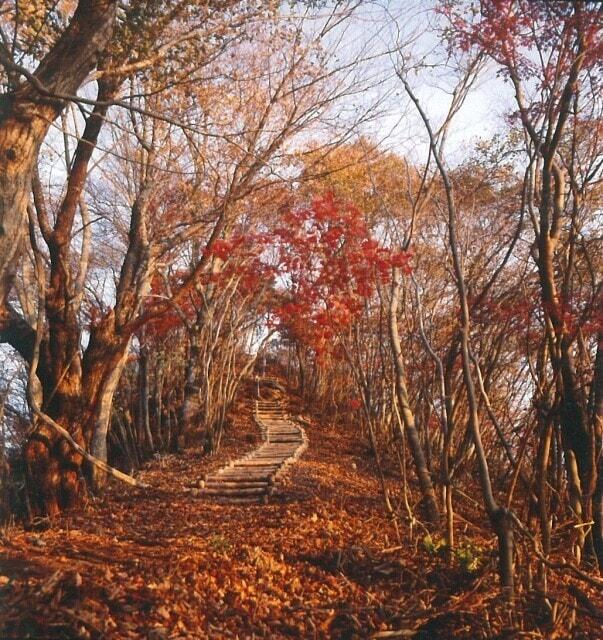 【紅葉・見ごろ】鎌倉岳遊歩道