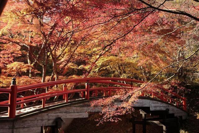 【紅葉・見ごろ】伊香保温泉 湯元「河鹿橋」