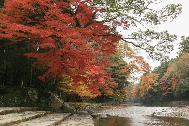 【紅葉・見ごろ】伊勢神宮内宮 五十鈴川周辺