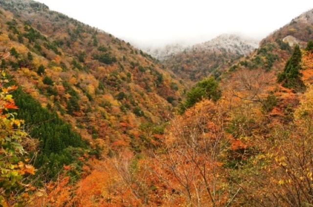 【紅葉・見ごろ】高野龍神スカイライン