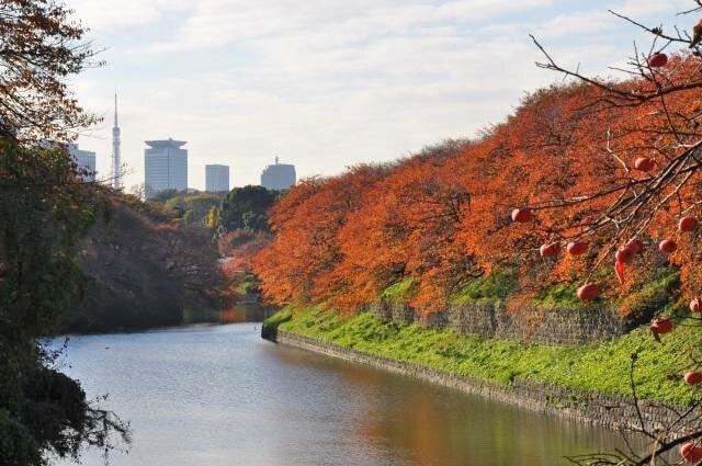 【紅葉・見ごろ】千鳥ヶ淵