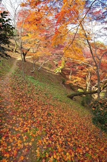 【紅葉・見ごろ】金刀比羅宮