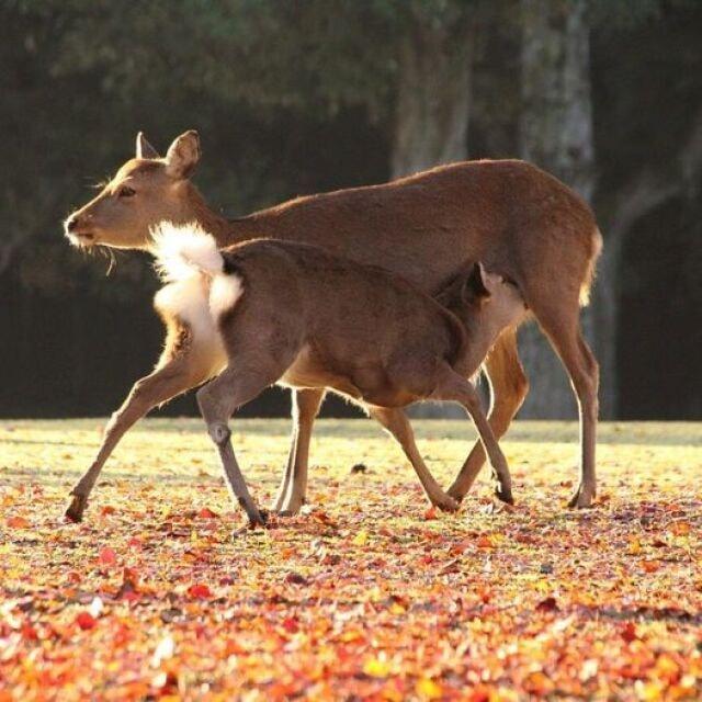 【紅葉・見ごろ】奈良公園