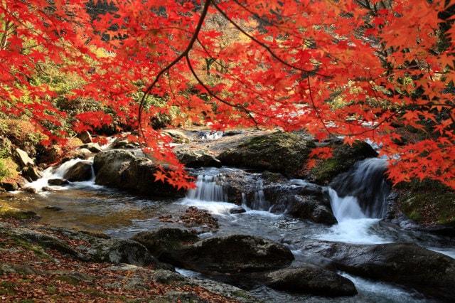 【紅葉・見ごろ】八重滝