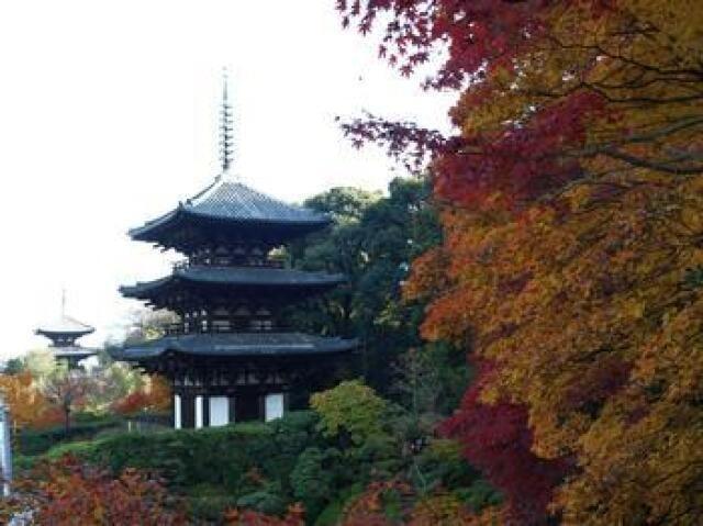 【紅葉・見ごろ】當麻寺