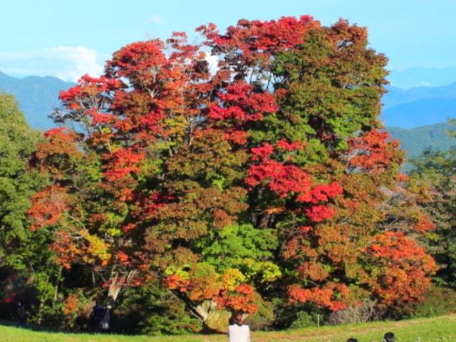 【紅葉・見ごろ】大峰高原 七色大カエデ