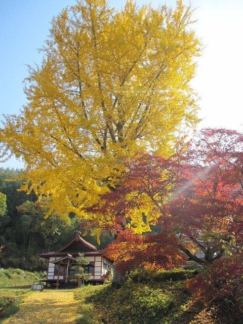 【紅葉・見ごろ】長福寺の大銀杏