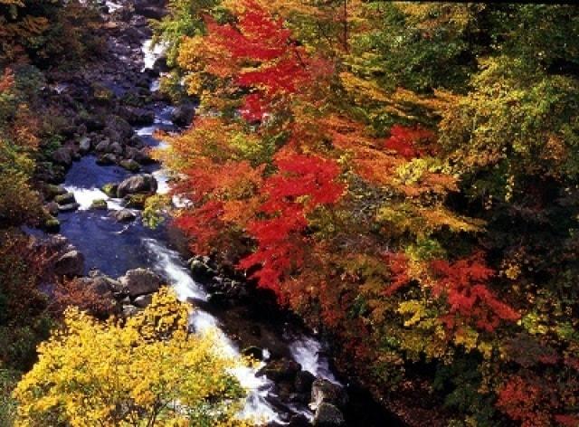 【紅葉・見ごろ】葛根田渓谷