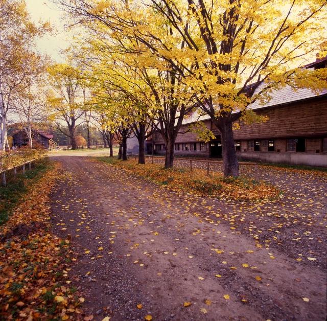 【紅葉・見ごろ】小岩井農場