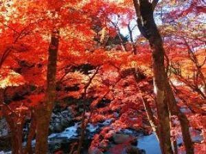 【紅葉・見ごろ】夏井川渓谷