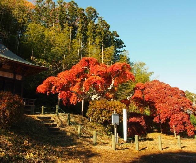 【紅葉・見ごろ】中釜戸のシダレモミジ