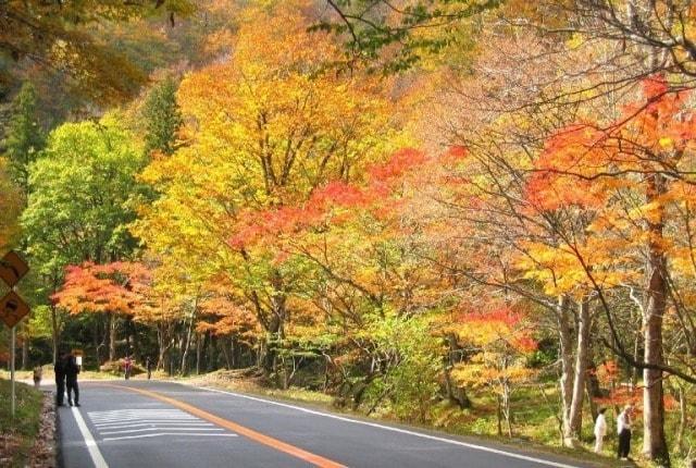 【紅葉・見ごろ】飛騨せせらぎ街道