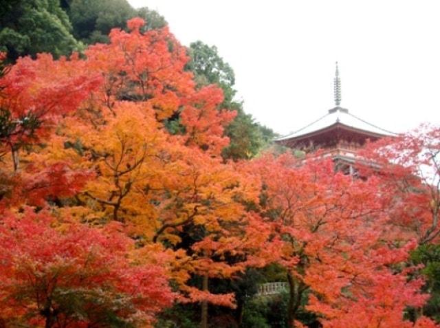 【紅葉・見ごろ】本吉山 清水寺