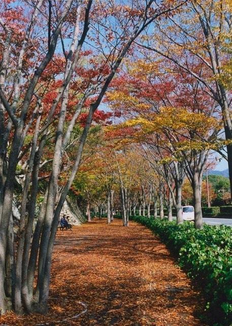 【紅葉・見ごろ】パークロード