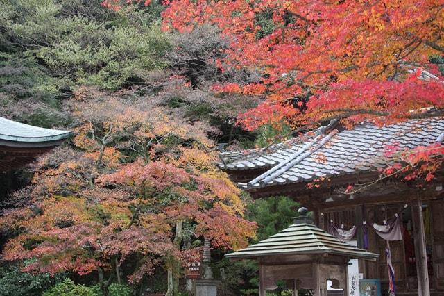 【紅葉・見ごろ】西山興隆寺