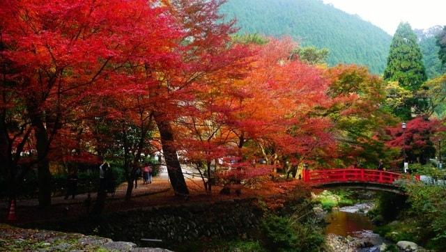 【紅葉・見ごろ】大寧寺