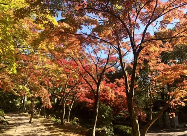 【紅葉・見ごろ】修善寺虹の郷