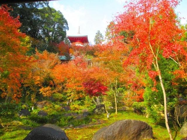 【紅葉・見ごろ】高野寺