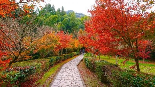 【紅葉・見ごろ】武雄神社