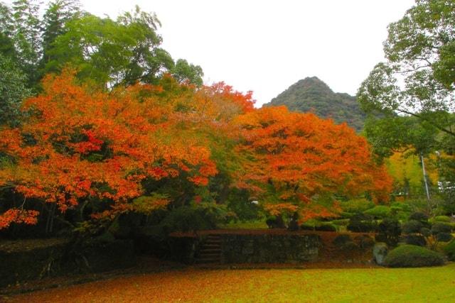 【紅葉・見ごろ】武雄市文化会館庭園