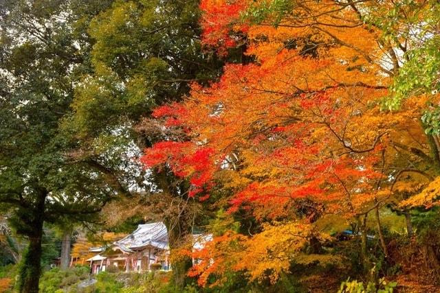 【紅葉・見ごろ】大聖寺