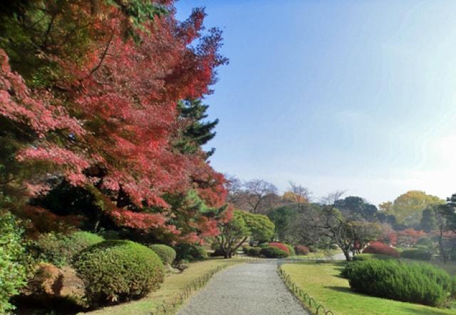 【紅葉・見ごろ】新宿御苑