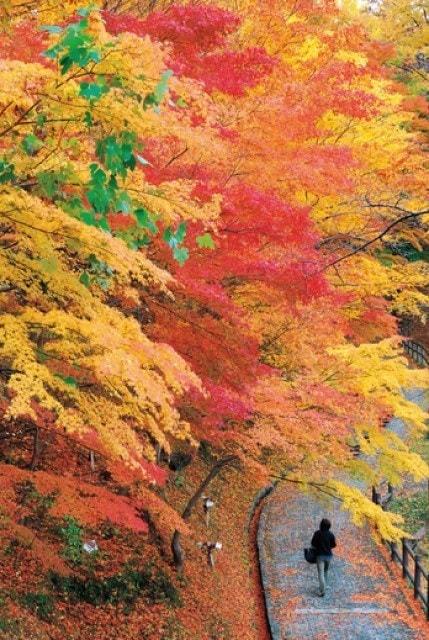 【紅葉・見ごろ】釣山公園