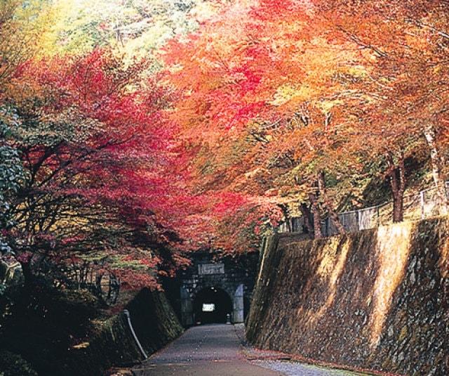 【紅葉・見ごろ】鯛生金山