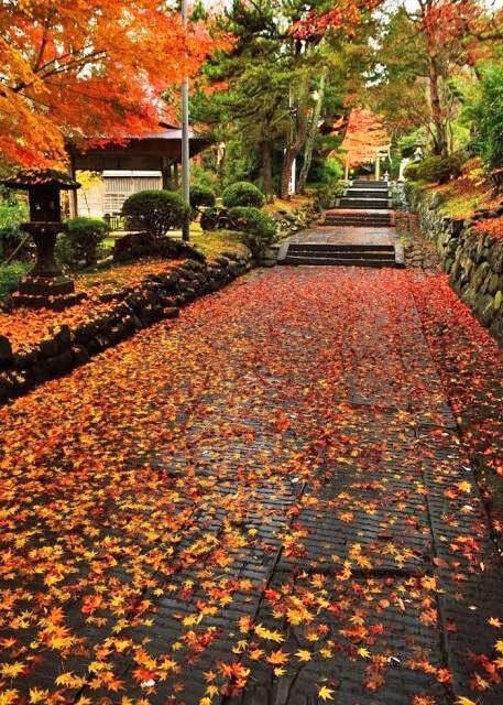 【紅葉・見ごろ】志波彦神社鹽竈神社