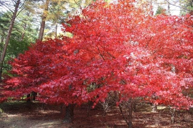 【紅葉・見ごろ】憩いの森公園のモミジ