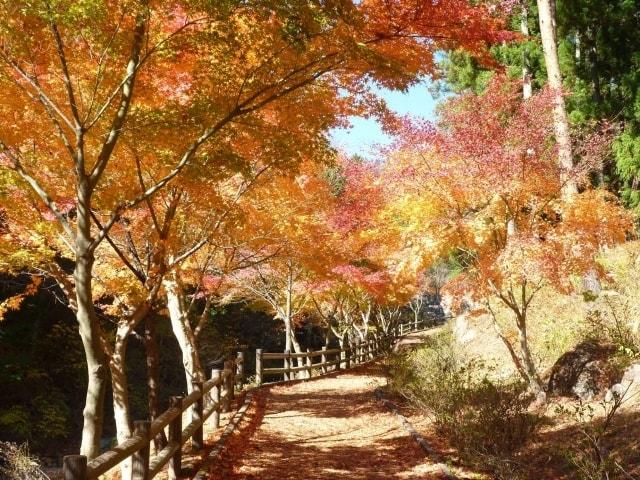 【紅葉・見ごろ】神鈴の滝遊歩道のカエデ