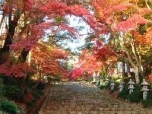 【紅葉・見ごろ】胡宮神社