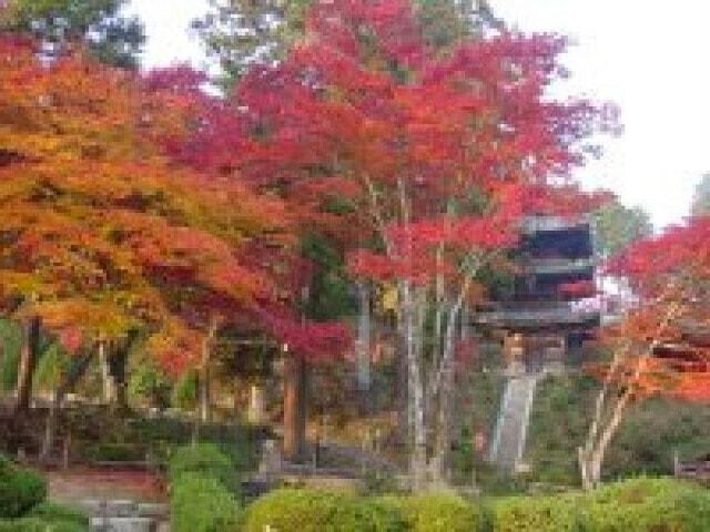 【紅葉・見ごろ】常楽寺（西寺・湖南三山）