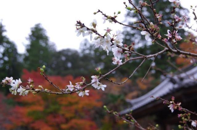 【紅葉・見ごろ】西明寺（池寺）