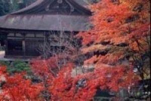 【紅葉・見ごろ】善水寺（湖南三山）