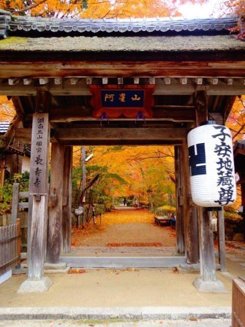 【紅葉・見ごろ】長寿寺（東寺・湖南三山）