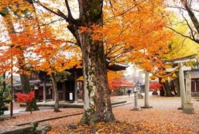 【紅葉・見ごろ】渡岸寺観音堂（向源寺）