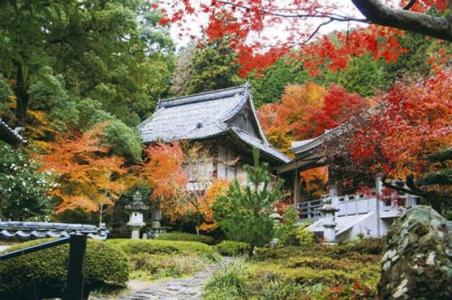 【紅葉・見ごろ】馬の寺「石馬寺」