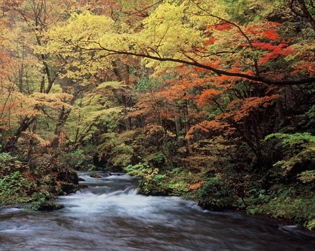 【紅葉・見ごろ】奥入瀬渓流